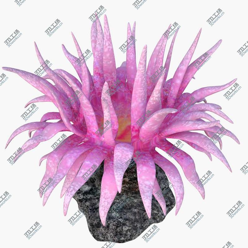 images/goods_img/20210113/corals collection 3D model/4.jpg